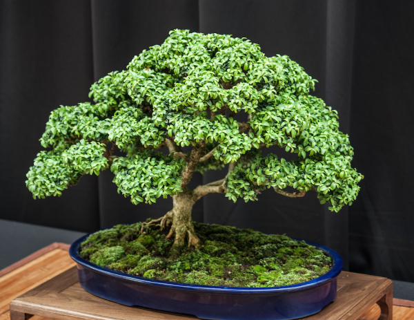 Creating a Sophisticated Outdoor Identity With a Large Ficus Bonsai Tree