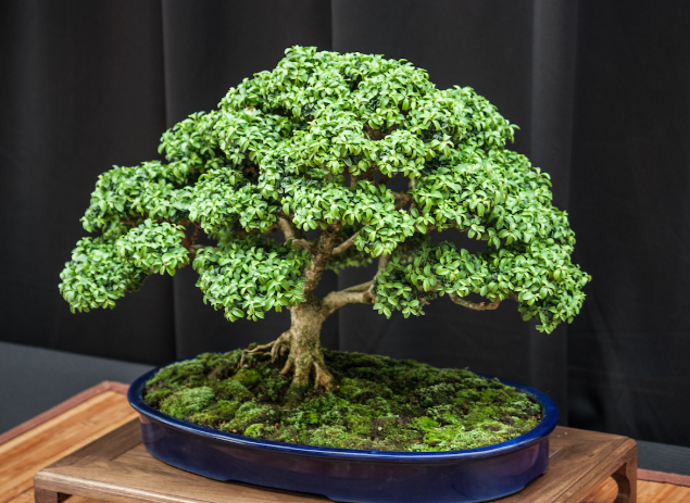 Creating a Sophisticated Outdoor Identity With a Large Ficus Bonsai Tree
